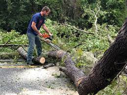 How Our Tree Care Process Works  in  Athens, PA